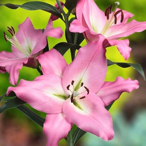 Lilienzwiebeln Baumlilie Riesenlilien Lilium Zwiebeln Onion Knollen Winterhart Frische mehrjährig duftenden Prachtblüten Hochgewachsene Lilie (Albaretto)