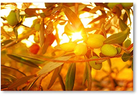 Postereck - 1434 - Olivenbaum, Sonne Natur Baum Sommer Italien - Wandposter Fotoposter Bilder Wandbild Wandbilder - Poster - DIN A4-21,0 cm x 29,7 cm