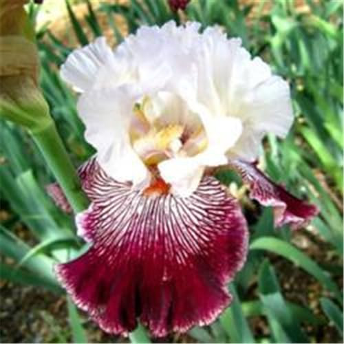 Los bulbos de iris son plantas resistentes al frío aptas para plantar en el jardín, son sencillas de plantar y muy ornamentales.-6bulbos-C