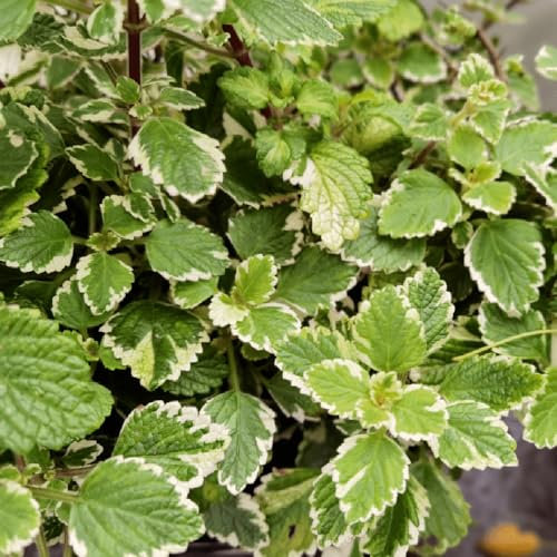 50 pcs plectranthus pflanze samen, heilkräuter, plants kräuterbeet für die küche, pflanzensamen kräuterbeet balkon, samen heilkräuter samen, balkon beet blumensamen kaufen, ostergeschenke