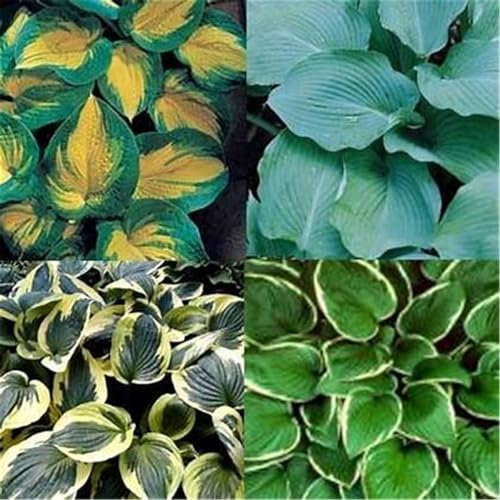 Hosta knollen mix,hosta pflanzen Kältebeständige mehrjährige Pflanzen, geeignet für die Gartenbepflanzung und zur Verschönerung der Umwelt-6zwiebeln-F
