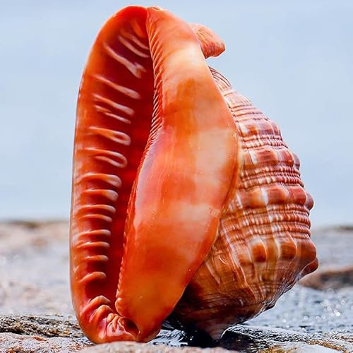 SKOOLOVE Large Natural Sea Shells 14-16CM Huge Ocean Conch Jumbo Seashells Perfect for Wedding Decor Beach Theme Party, Home Decorations,DIY Crafts, Fish Tank and Shell Collectors