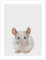 Chinchilla Poster von Animal Kids Collection 100 x 130 cm Grau Wandbilder Wanddeko
