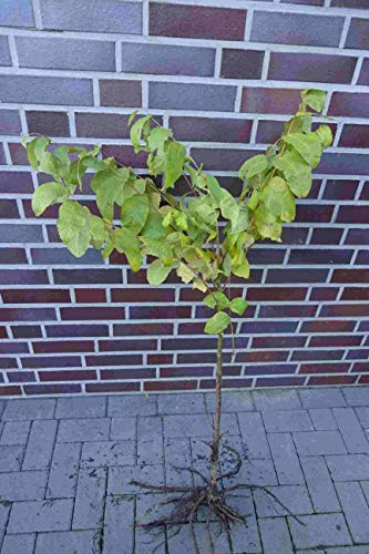 1st. Schwarznussbaum 50-80cm ohne Wurzel gemessen Juglans nigra Nuss Walnuss Gartenpflanze Wurzelware