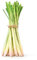 30 pcs zitronengras pflanze samen - kübelpflanzen winterhart mehrjährig grünpflanzen balkon pflanze, winterharte stauden Zitronengrassamen kräutergarten winterfeste pflanzen