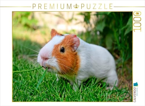 CALVENDO Puzzle EIN Motiv aus dem Kalender Meerschweinchen - so süß | 1000 Teile Lege-Größe 64 x 48 cm Foto-Puzzle für glückliche Stunden
