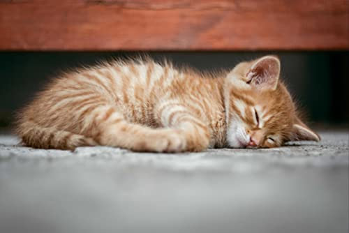 hansepuzzle 29377 - Katze Puzzle 2000 Teile | Tierwelt Puzzle mit hochwertiger Puzzle Aufbewahrung: Kartonbox und Wieder verschließbarem Beutel | Puzzle-Maße: 90 x 60 cm
