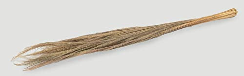 NaDeco Besen Gras Bündel ca. 100-120cm Thysanolaena Maxima Broom Gras Tiger Gras getrocknetes Dekogras Grasbündel getrocknet Trockenblumen Dekoration für Vasen Pampasgras Deko