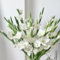 12 piezas Bulbos de gladiolo, perennes y resistentes, Invernadero balcón decoración floral tubérculos flores Gladiolos, gladiolos, Jardín Jardinería Flores Aromáticas pradera floreciente