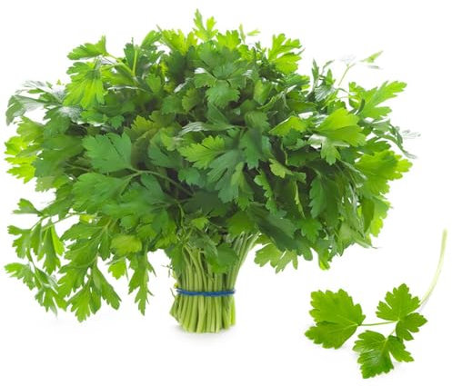 kiskick 100 Unids/bolsa Semillas de perejil llenas de vitaminas Cuidado fácil Perejil fragante Semillas de hojas planas de color verde oscuro para el patio de su casa Fácil de cultivar Semillas de