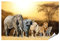 islandburner XXL Bild Poster Big Five Afrika Löwe Elefant Leopard Büffel Nashorn Kinder Oder Jugendzimmer Premium Bilder Fotodruck