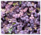10 x Acaena inermis 'Purpurea' (Immergrün/Stauden/Staude/Mehrjährig/Bodendecker/Winterhart) Purpur Stachelnüsschen - Der Blickfang für moderne Gartengestaltung - von Stauden Gänge