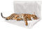 ZYBUX - Cat And Dog Radiator Bed - Warm And Cosy Pet Radiator Bed With A Strong Durable Metal Frame And Comfortable Faux Fur Cover - Ideal For Cats And Even Small Dogs Or Puppies (Ivory)