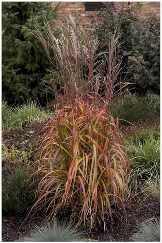 10 x Miscanthus sinensis 'Navajo' im 1 Liter Topf (Ziergras/Gräser/Winterhart/Mehrjährig/Staude) Chinaschilf - Ein Hauch von Prärie für Ihr Zuhause - tolle Herbstfärbung - von Stauden Gänge