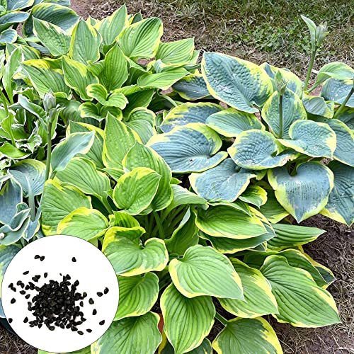 50Pcs Hosta Seeds Alto tasso di sopravvivenza Colore verde Bonsai Hosta Pianta Semi in vaso per la casa Verde