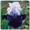 Iris Zwiebeln, Einfach Zu ZüChten, Pflanzen, Schwertlilie, Schwertlilien, Winterhart Pflanzen, Schwertlilie Blau, Winterhart Zwiebeln Die BlüTen Sind Groß, Iris Blumenzwiebeln-6zwiebeln-f