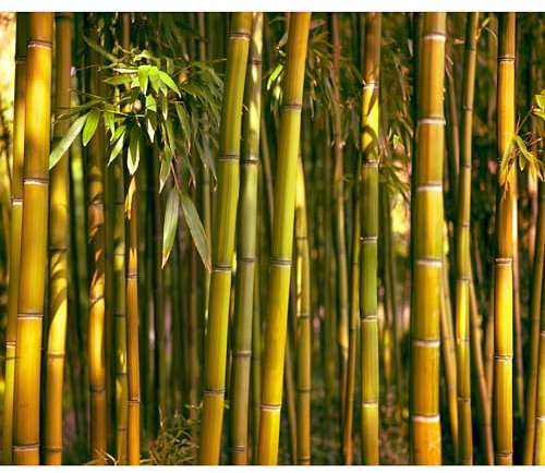 decomonkey Fototapete selbstklebend Bambus Natur 343x256 cm XXL Selbstklebende Tapeten Wand Fototapeten Tapete Wandtapete klebend Klebefolie Wald