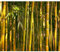 decomonkey Fototapete selbstklebend Bambus Natur 343x256 cm XXL Selbstklebende Tapeten Wand Fototapeten Tapete Wandtapete klebend Klebefolie Wald