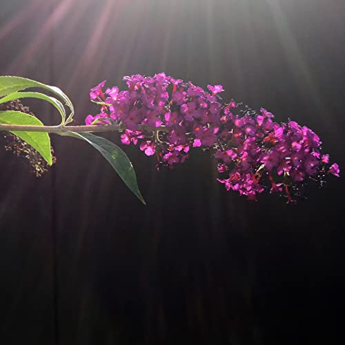 3 Stück Buddleja Davidii Royal red von Intragarten Sommerflieder rot im Topf