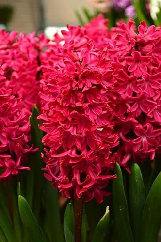 Ponak Neu 100pcs Hyazinthe Blumensamen Rot