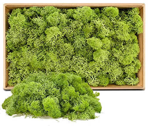 Muschio Stabilizzato 200g Naturale Muschio per Decorazioni Artigianato (613)