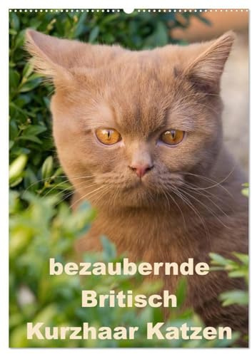 bezaubernde Britisch Kurzhaar Katzen (Wandkalender 2026 DIN A2 hoch), CALVENDO Monatskalender: Dieser Kalender zeigt Outdoor Fotos der wunderbaren Britisch Kurzhaar Katzen (CALVENDO Tiere)