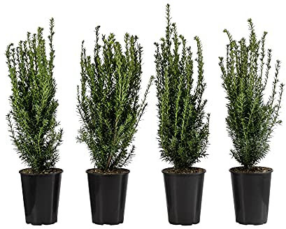 Dehner Becher-Eibe Hillii, für 1 Meter Hecke, ca. 60-70 cm, 4 x 4 l Topf, Heckenpflanze