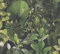 TADESSI Papier peint Aleix Botanical Jungle M1-No.11293 | Toison | Vert | Noir 10,05 m x 0,53 m