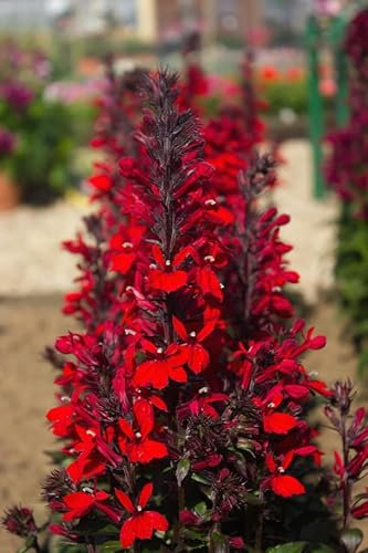 Lobelia speciosa Queen Victoria |x3 Plug Plants | Cardinal Flower