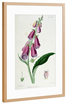 artboxONE Poster mit Rahmen Kupfer 30x20 cm Roter Fingerhut von Culture Images - gerahmtes Poster