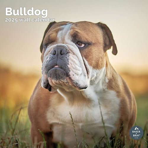 Baker and Bray Bulldogge Kalender 2025, großer quadratischer Wandkalender, 16 Monate, Bulldogge Geschenk Hundekalender