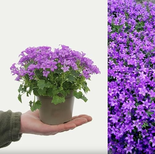 Campanula Porto (Bell-Flowers) - Indoor Plant in 11cm Pot - Produces Rich Purple Flowers (2 Plants)