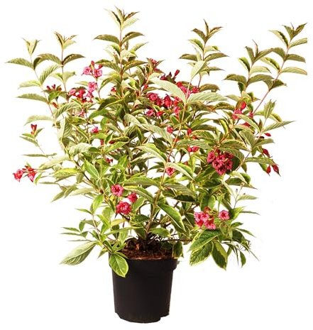 Weigelie, Weigela 'Moulin Rouge', Zierstrauch, Blütenfülle, Bienenweide, pflegeleicht, sommerblühend