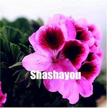 Potseed 100 Stück Rare Farbe Geranie, Stauden Blumen Garten-Blumen-Pflanzen, Easy Wachstum Indoor-Hausgarten: 21