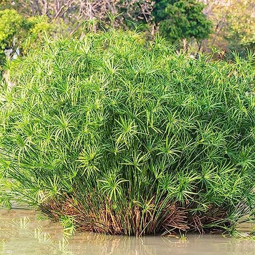 400 Pcs Cyperus Papyrus Pflanze Samen - Zypergras - Stauden Winterhart Mehrjährig Ziergräser Winterhart, Garten Pflanzen Winterharte Kletterpflanzen Winterhart Schnellwachsend Seltene