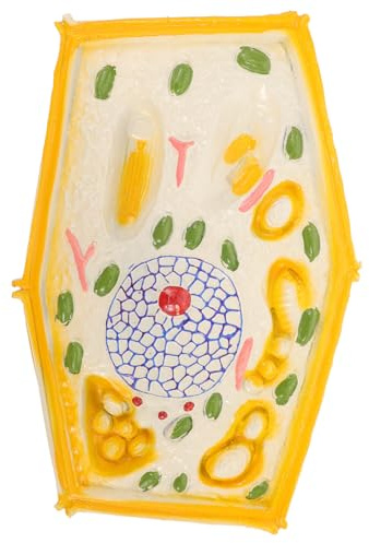 TOYANDONA Pflanzenzellenmodell Lehrmittel für Biologieunterricht Mittlere Schule Anatomisches Detailliertes Zerlegbares Modell aus Langlebigem Kunststoff für Anschauliches