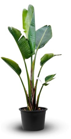 Attitude Jardin - Strelitzia augusta - Alba - weißer Paradiesvogel - mediterrane Pflanze - 100-110 cm - ⌀ 24 cm - Outdoorpflanze