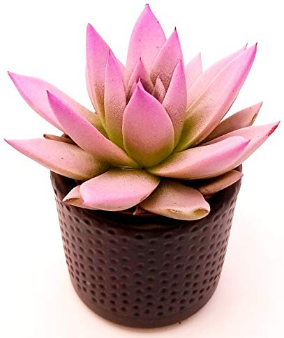 POWERS TO FLOWERS - ECHEVERIA ROSA MINI, CACTUS COLORATI IN VASO CERAMICA, pianta vera