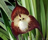Buy4seeds 6Pcs Rare Monkey Face Orchid Bonsai Seeds Easy for Grow Garden