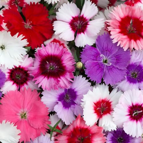 Carbeth Plants Dianthus Sweet William Mixed Bedding Plants 1 x 6 Pack - Compact Garden Ready Fragrant Pollinator Friendly Blooms - Ideal for Borders, Containers & Cottage Gardens