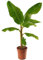 Musa Dwarf Cavendish Exotic Indoor Banana Tree Plant Fruit-Bearing Easy to Grow (80-90cm (Incl. Pot))