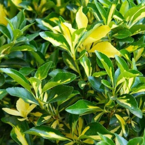 Evonimo Euonymus japonicus Livornese 3 piante da siepe in vaso 7x7 cm Vivaio di Castelletto