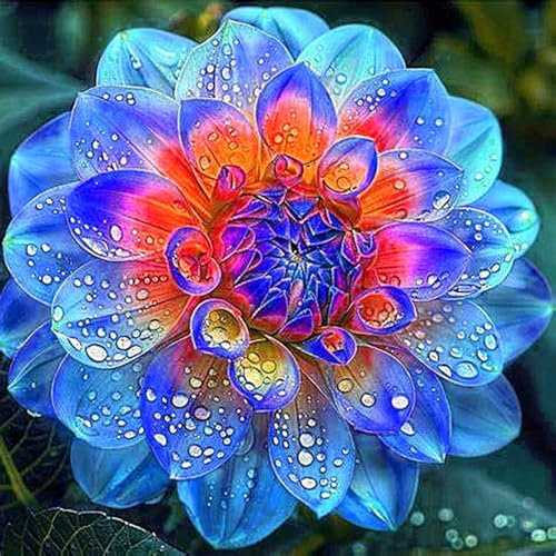 Dahlien zwiebeln,winterhart,dahlienknollen kaufen,Dahlia bulbs,dekorative blumen,Dahlie zwiebeln mehrjäHrig,Gartenzwiebeln,seltene pflanzen,dahlien Knollen winterhart groß.-2zwiebeln-N