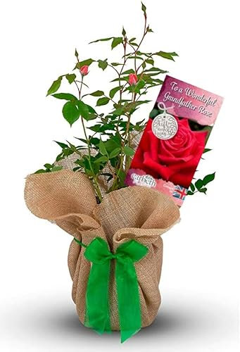 Carbeth Plants Grandfathers Day Rose Plant - Gardening Gifts For Men - Fantastic Wrapped Rose Gift for Fathers Day - Beautiful Dad Gardening Gifts