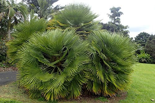 Palma di San Pietro Chamaerops humilis palma nana in vaso ø18 cm Vivaio di Castelletto