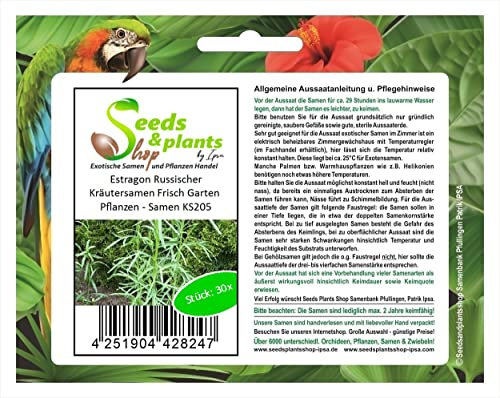 KS205 Seeds Plants Shop Seed Bench Pullingen Patrik Ipsa 30 x Tarragon Russian Herb Seeds Fresh