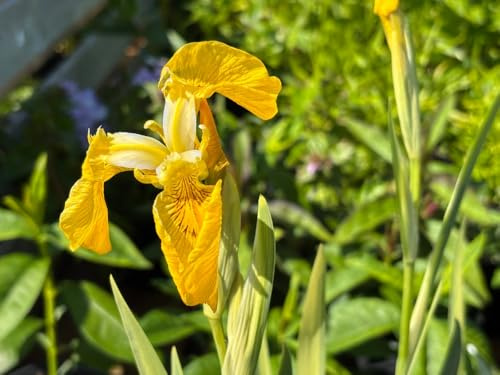 Lincsplants - Iris pseudacorus variegata-1 / 9cm Bareroot
