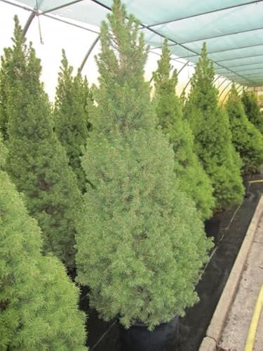 Picea glauca Conica - Zuckerhutfichte Conica - 100-120cm