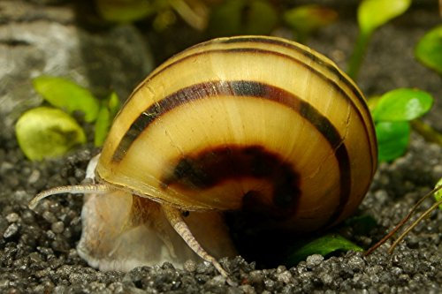 Garnelen Tom Zebra Apfelschnecke - Asolene spixi, 3 Stück - Aus Quarantänehaltung - 100% planarienfrei