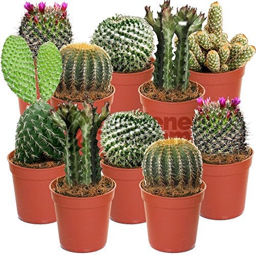 Gardeners Dream Kakteen Echte Pflanzen Set - 10er Sortiment Sukkulenten Echte Pflanzen - Zimmerpflanzen Echt - Ideale Kaktus Deko für Zuhause/Büro - Natürliches Kaktus Pflanze Set für Drinnen